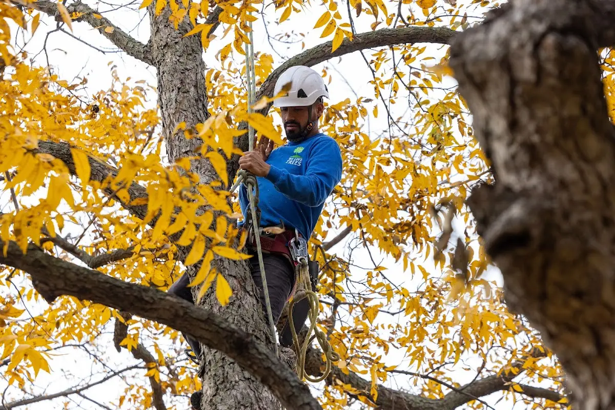 Skilled Tree Planing crew working in Harrisville